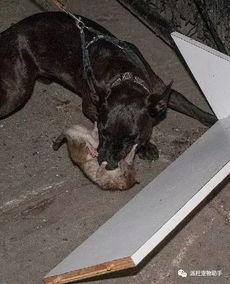 狗抓老鼠新闻爆料视频播放,罕见奇观引发网友热议，视频播放量飙升  第2张