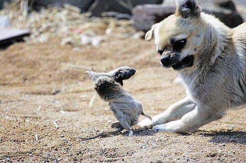 狗抓老鼠新闻爆料视频播放,罕见奇观引发网友热议，视频播放量飙升  第3张