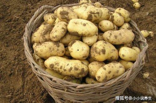 户外土豆爆料怎么做视频,视频制作攻略全解析 第1张 户外土豆爆料怎么做视频,视频制作攻略全解析 第1张