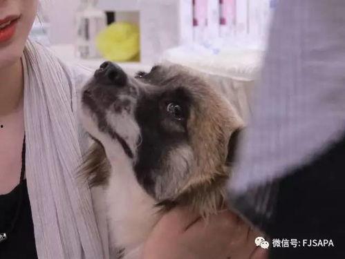 领养在线观看 第3张 领养在线观看 第3张